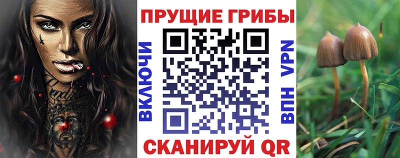 как найти наркотики Волосово Псилоцибиновые грибы ЛСД